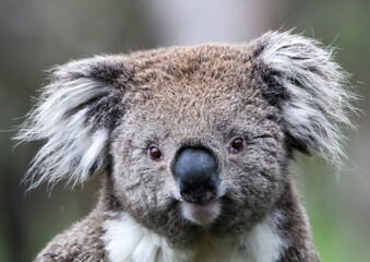 Australian Koala
