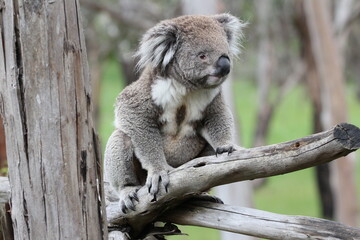 Australian Koala