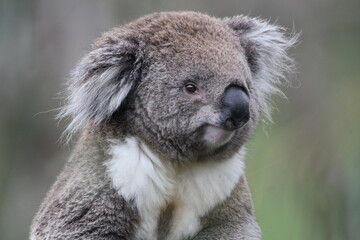 Australian Koala