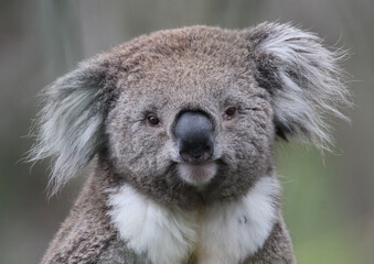 Australian Koala