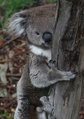 Australian Koala