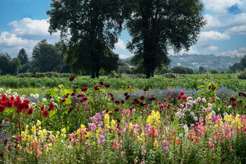 view of multicolor flower field