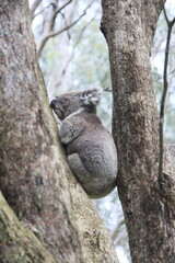 Australian Koala