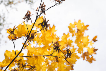 Autumn background with bright maple yellow leaves on the tree.