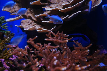 Tropical Fish and Fish Tank at Aquarium in Japan - 日本 水族館 熱帯魚