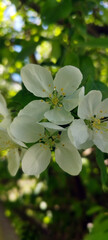 White blossoming apple trees. Spring season, spring colors