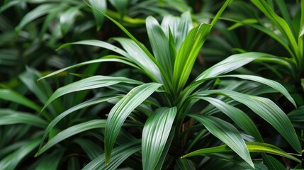 Monocot plant named Han juang or cordyline suitable for wallpaper and other uses