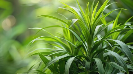 Monocot plant named Han juang or cordyline suitable for wallpaper and other uses