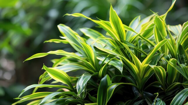 Monocot plant named Han juang or cordyline suitable for wallpaper and other uses