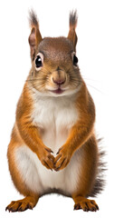 Obraz premium PNG Squirrel rodent animal mammal.