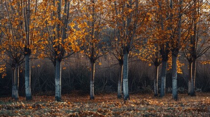 Obraz premium Autumn Poplar trees losing leaves
