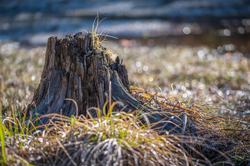 Old Decaying Stump in a Swamp with Bokeh Water in the Background