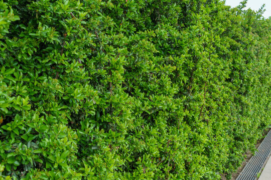 Green pyracantha hedge of pyracantha or firethorn planton the eve of its flowering in public city park Krasnodar or 'Galitsky park'