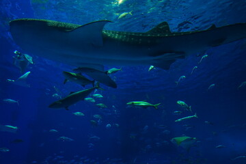 Whale Shark at Aquarium in Japan - 日本 水族館 ジンベイザメ