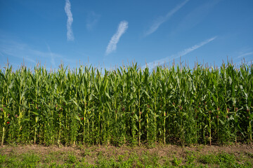 Fototapeta premium Green corn field in Europe. Sunny summer day, no people