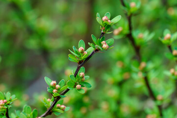 Soft focus of beautiful spring flowers Berberis thunbergii Erecta blossom. Macro of tiny yellow flowers on elegant bokeh green foliage background. Nature concept for design. Place for your text