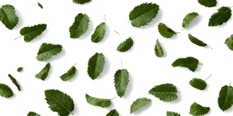 Flat lay multiple green leaves scattered randomly white Falling mint leaves, spearmint