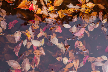 fall leaves in the water after the rain.
