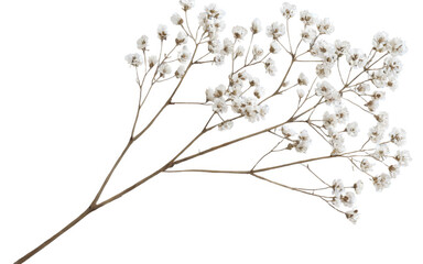 Digital illustration branch small white flowers long thin PNG Gypsophila branch flower
