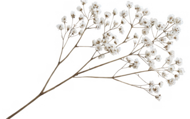 Digital illustration branch small white flowers long thin PNG Gypsophila branch flower