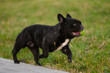 Dog black french bulldog runs on grass with ball in his mouth, enjoying walk and playing in park. Pet has fun outside, runs and jumps with tennis ball. Happy sunny day in pet park