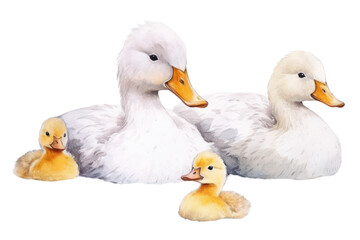 PNG Animal bird duck anseriformes.