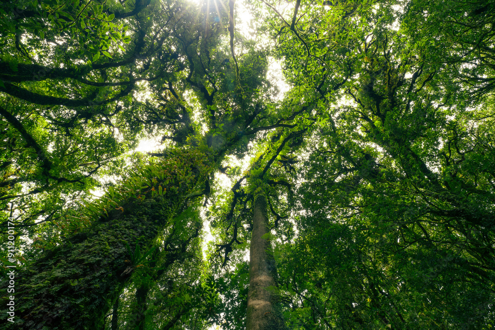 Wall mural looking up view of tree trunk to green leaves of tree in forest with sun light. fresh environment in