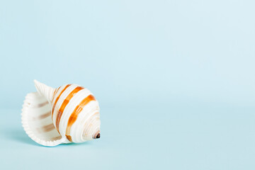 Summer time concept with sea shells or starfish on a table background with copy space for text