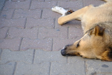 Two stray dogs are sleeping on the sidewalk. Two homeless brown stray dogs are resting.  Stray stray animals.