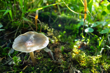 Macro Photo of Pluteaceae Mushroom in Natural Habitat