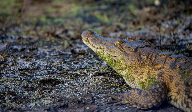 A close-up of a crocodile, Crocodylidae, camouflaged by mud.