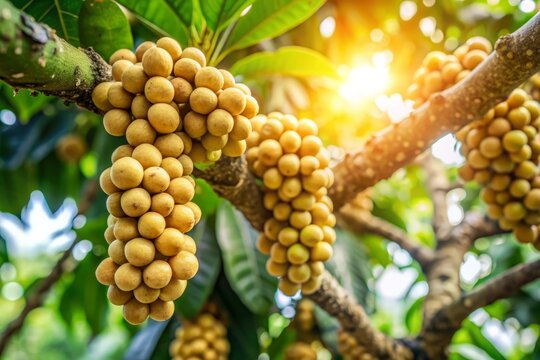 Lansium Domesticum Fruit on Tree Branch.