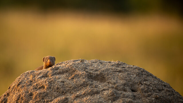 A Dwarf mongoose, Helogale parvula, emerging from a termite mound.