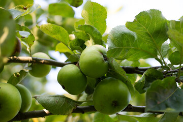 GREEN APPLES RIPENING ON BRANCH LIGHT SKY BACKGROUND ,HARVEST,