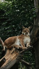 Lynx