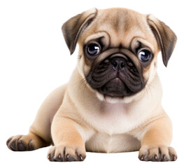 Obraz premium PNG Animal mammal puppy pug.