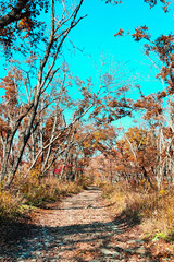 Scenic autumn scenery of a forest road in fallen leaves among yellowed trees leaning in an arch shape