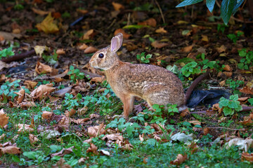 Wild rabbit at Citylife, Milan, italy