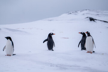 Gentoo and Adelie penguins in Antarctica. Wild nature