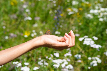 Elderly females hand holding butterfly against field with blooming wildflowers.