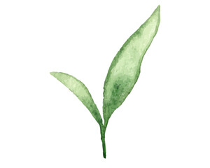 Watercolor Green Tea Leaves. Vector illustration isolated on white background