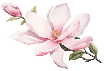 PNG Blossom flower petal plant.