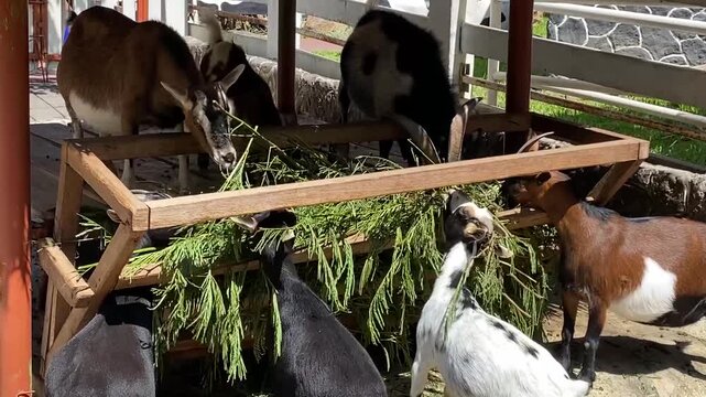 Etawa goats in the livestock pen at the Eco Green Park Batu educational zoo