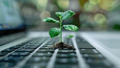 Small Green Plant Growing on Laptop Keyboard Surrounded by Blurred Natural Background