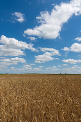 Golden, ripe wheat ears against the blue sky. Photo taken on a sunny day.