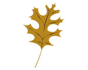 Leaf of red oak tree isolated on white background