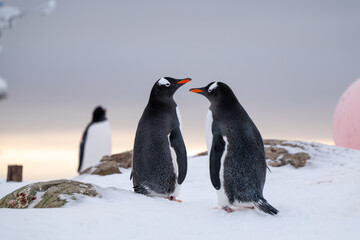 Penguins in Antarctica. Wildlife. Nature.