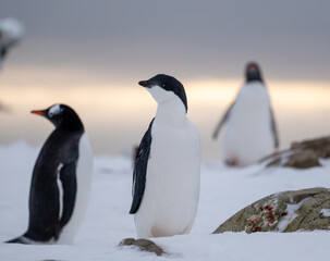 Gentoo and Adelie penguins in Antarctica. Wild nature