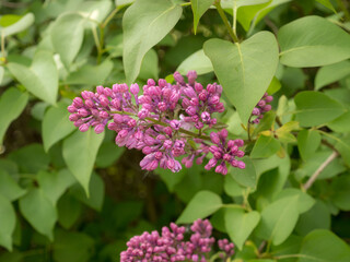 branch of lilac bush closeup