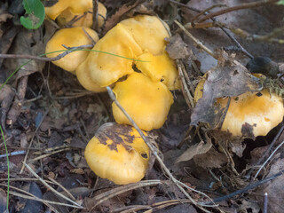 chanterelle mushrooms in the forest